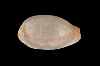 藏品(雞皮寶螺)的圖片